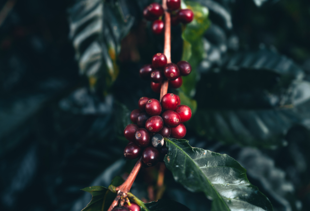 Coffee cherries growing on the vine